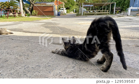 海辺でくつろぐ沖縄、離島の猫たち のんびりした島時間 129539587