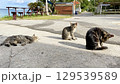 海辺でくつろぐ沖縄、離島の猫たち のんびりした島時間 129539589