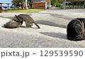 海辺でくつろぐ沖縄、離島の猫たち のんびりした島時間 129539590