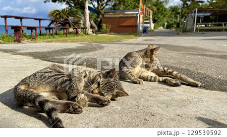 海辺でくつろぐ沖縄、離島の猫たち のんびりした島時間 129539592