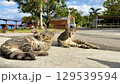 海辺でくつろぐ沖縄、離島の猫たち のんびりした島時間 129539594