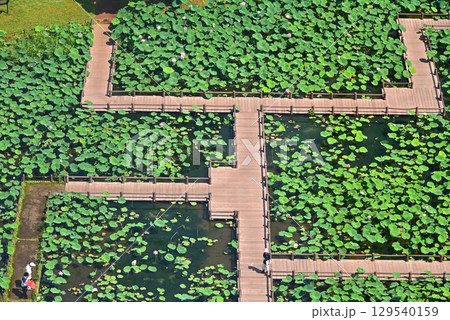 埼玉県　行田市　古代蓮の里　 129540159