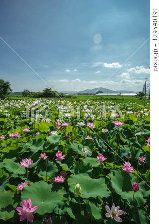 田園地帯に咲くハス 129540191
