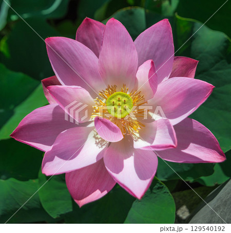 蓮の花のある風景 129540192