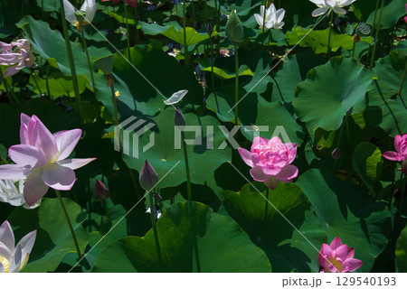 蓮の花のある風景 129540193