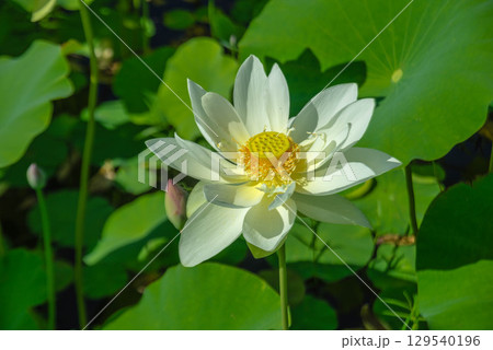 白い蓮の花 129540196