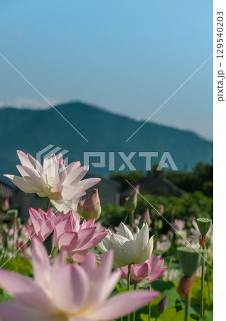 青空に映える蓮の花と本宮山 青空に映える蓮の花と本宮山 129540203