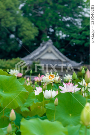 ハスの花と若葉 ハスの花と若葉 129540205