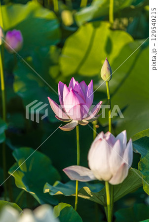 日の出の蓮の花のある風景 日の出の蓮の花のある風景 129540215
