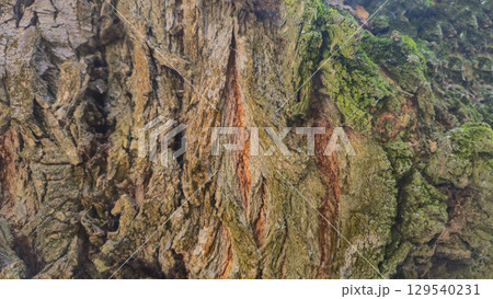 Textured bark of an old tree. Covered with moss and cracks. Furniture production 129540231