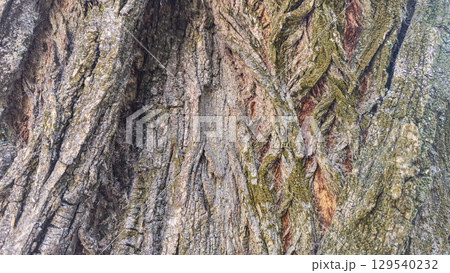 Textured bark of an old tree. Covered with moss and cracks. Furniture production 129540232