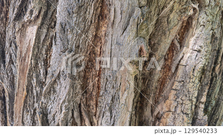 Textured bark of an old tree. Covered with moss and cracks. Furniture production 129540233