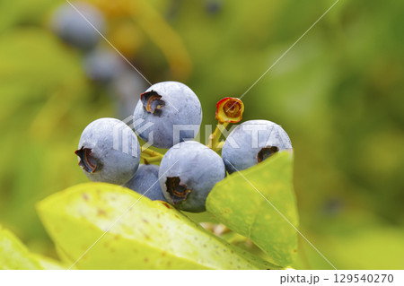 家庭菜園で実ったブルーベリー 129540270