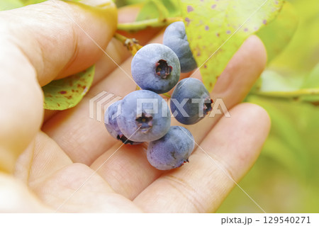 家庭菜園で実ったブルーベリーの収穫風景 家庭菜園で実ったブルーベリーの収穫風景 129540271