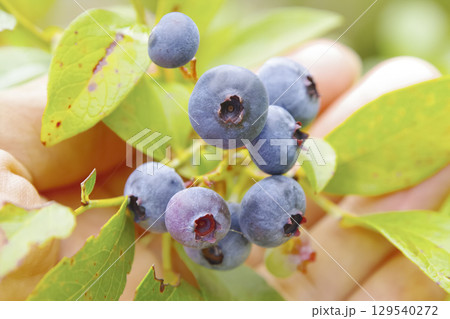 家庭菜園で実ったブルーベリーの収穫風景 家庭菜園で実ったブルーベリーの収穫風景 129540272