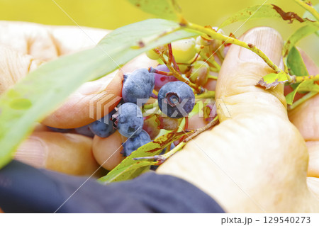 家庭菜園で実ったブルーベリーの収穫風景 129540273