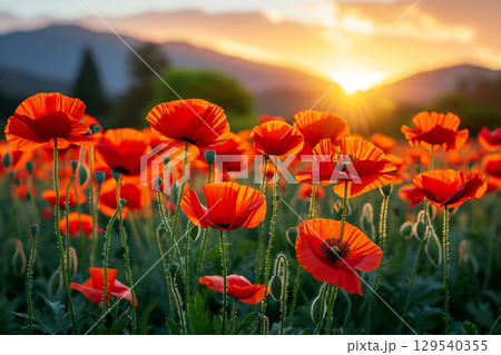 Poppy field at sunset. A poppy field in bloom Poppy field at sunset. A poppy field in bloom 129540355