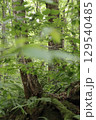 森の中の木 129540485