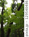 木漏れ日　紅葉 129540486