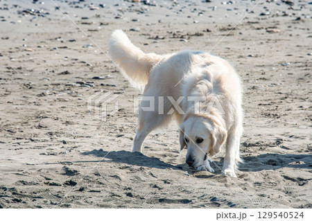 浜辺を散歩中のゴールデンレトリバー 浜辺を散歩中のゴールデンレトリバー 129540524