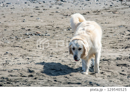 浜辺を散歩中のゴールデンレトリバー 129540525