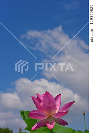 光と影が造る蓮の花の美しさ 光と影が造る蓮の花の美しさ 129540629