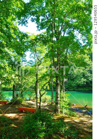 ドッコ沼　蔵王　新緑 129540655