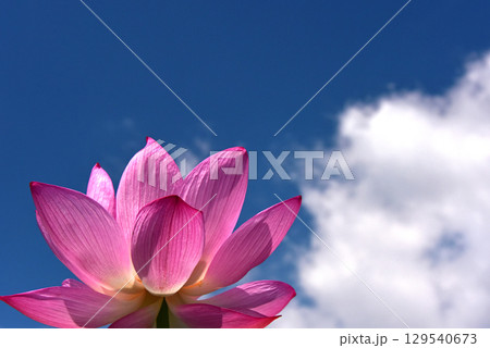 光と影が造る蓮の花の美しさ 光と影が造る蓮の花の美しさ 129540673