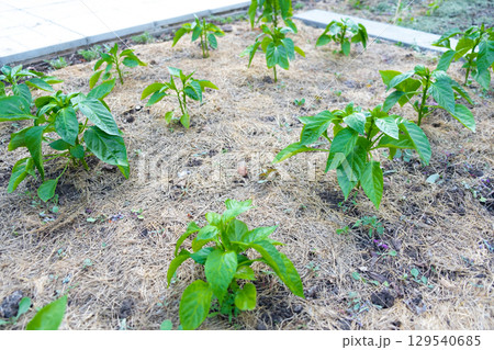 Mulching 129540685