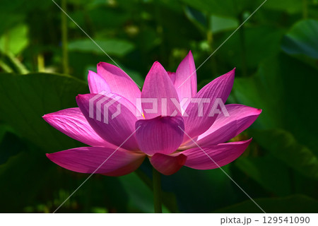 光と影が造る蓮の花の美しさ 光と影が造る蓮の花の美しさ 129541090
