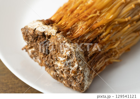 茶えのき茸のイメージ　(写真素材) 129541121