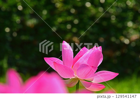 光と影が造る蓮の花の美しさ 光と影が造る蓮の花の美しさ 129541147