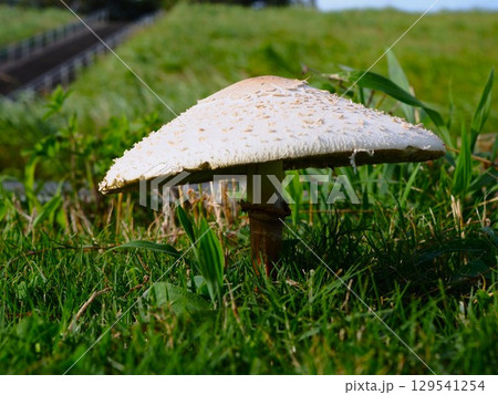 夏の昼下がりに見つけた白い大きなキノコ 129541254