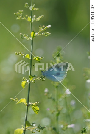 ハーブの花とモンシロチョウ 129541337