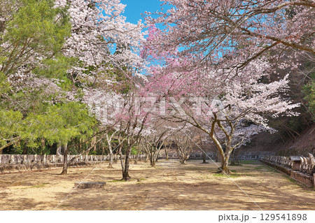 【箸蔵寺 (参道の桜)】 徳島県三好市池田町州津蔵谷 129541898