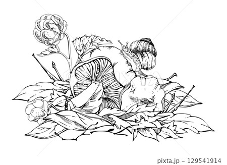 Lactarius milk-cap russula mushrooms, snail on cap, cloudberry on top of dried autumn leaves pile. Fungi natural illustration hand drawn in vector ink. Forest harvest. Herbarium, foraging journals 129541914