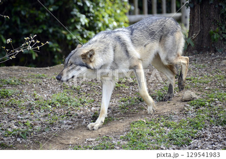 オオカミ 129541983