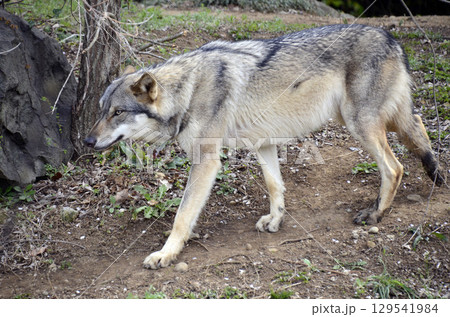 オオカミ 129541984