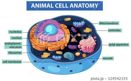 Detailed Animal Cell Anatomy Illustration 129542155