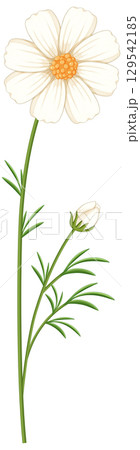 Elegant White Cosmos Flower Vector Illustration 129542185