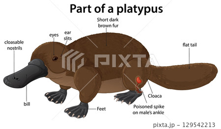 Labeled Diagram of Platypus Anatomy in Vector Style Labeled Diagram of Platypus Anatomy in Vector Style 129542213