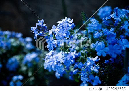 ルリマツリ 129542255