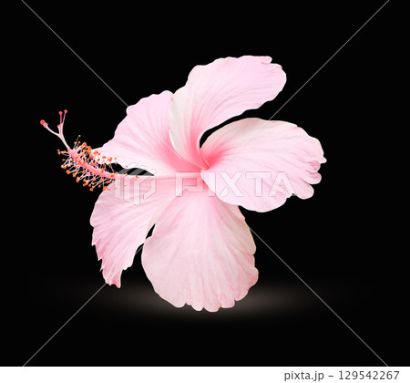 Pink hibiscus flowers blooming on a black background. Chinese rose in full bloom on a black background. 129542267