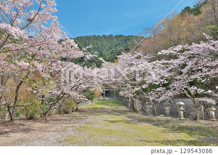 【箸蔵寺 (参道の桜)】 徳島県三好市池田町州津蔵谷 129543086