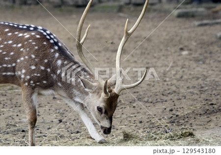 アクシスジカ 129543180