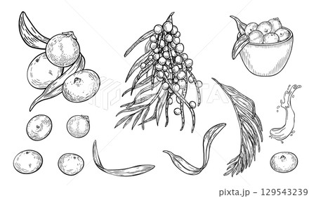 Acai berries black white vector clipart. Fresh berries, juicy splash outline illustration isolated on white. Superfood and kitchen utensils silhouette hand drawn. Fruit, bowl for design packaging. 129543239