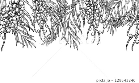 Hand drawn horizontal repeat of tropical acai clusters and palm fronds in black white vector illustration isolated. Seamless border of acai plants for organic packaging, juice labels, food branding. Hand drawn horizontal repeat of tropical acai clusters and palm fronds in black white vector illustration isolated. Seamless border of acai plants for organic packaging, juice labels, food branding. 129543240