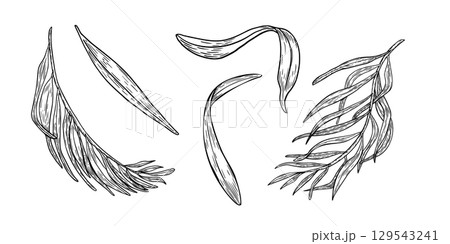 Hand drawn black white illustrations of acai palm fronds and exotic leaves isolated. Foliage vector outline drawing. Silhouettes line art leaves clipart for packaging, labels, kitchenware branding. Hand drawn black white illustrations of acai palm fronds and exotic leaves isolated. Foliage vector outline drawing. Silhouettes line art leaves clipart for packaging, labels, kitchenware branding. 129543241