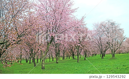 北国の桜 北国の桜 129543292