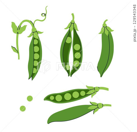 Green peas set isolated on white background. Vector graphics 129543348